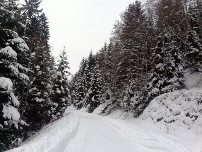 Wald-voller-Schnee Winterwonderland